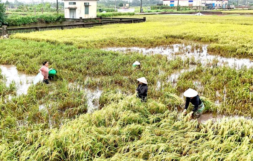 Hình ảnh cánh đồng xanh tốt sau trận mưa lớn từ bão.