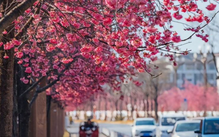 Hình ảnh hoa đào nở rộ, đường phố Hà Nội ngày Tết rực rỡ sắc xuân.