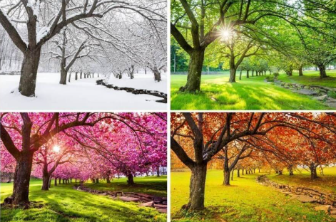 Toàn cảnh bốn mùa Việt Nam ghép lại, từ hoa xuân, nắng hè, lá thu đến tuyết đông.