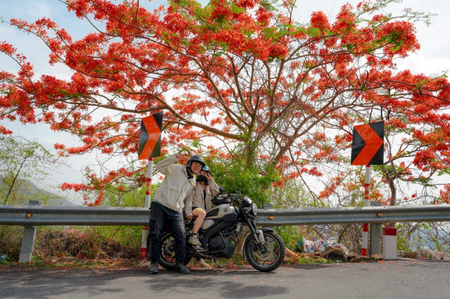 Bãi biển miền Trung nắng vàng rực rỡ, hàng phượng đỏ nở rộ trong nắng hè.