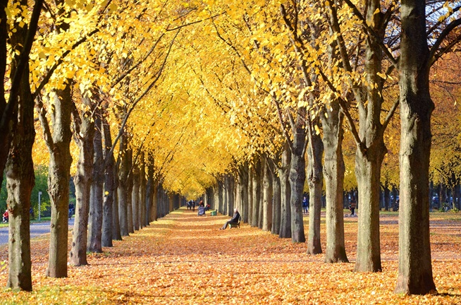 Con đường Hà Nội mùa thu, lá vàng rơi lãng mạn dưới nắng chiều.