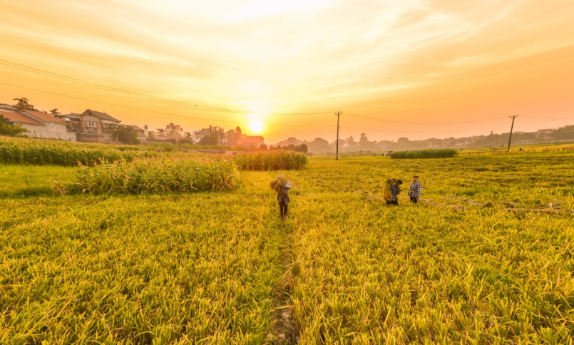 Cánh đồng lúa chín vàng bạt ngàn vào mùa thu hoạch.