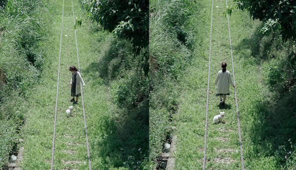 Đường ray cổ dẫn vào ga Đà Lạt, xung quanh là cỏ xanh và hoa dã quỳ nở rộ.