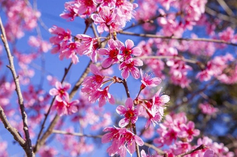 Khung cảnh hoa anh đào nở rộ quanh sân ga Đà Lạt vào mùa xuân.