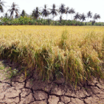 Hiện Tượng Xâm Nhập Mặn Là Gì – Nguyên Nhân, Hậu Quả Và Giải Pháp Ứng Phó