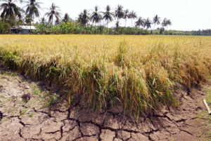 Hiện Tượng Xâm Nhập Mặn Là Gì – Nguyên Nhân, Hậu Quả Và Giải Pháp Ứng Phó