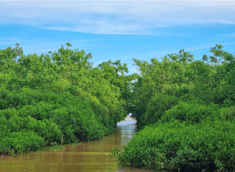 Cánh rừng ngập mặn xanh tốt ven biển, đóng vai trò như tấm lá chắn tự nhiên chống xâm nhập mặn.
