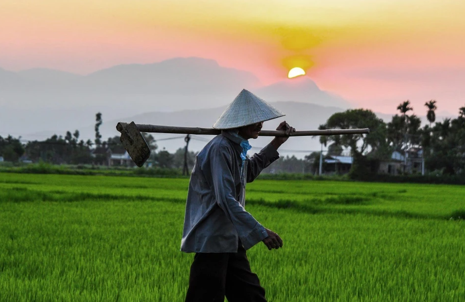 Nông dân miền Bắc làm việc trên cánh đồng vào buổi sáng sớm có sương mờ.