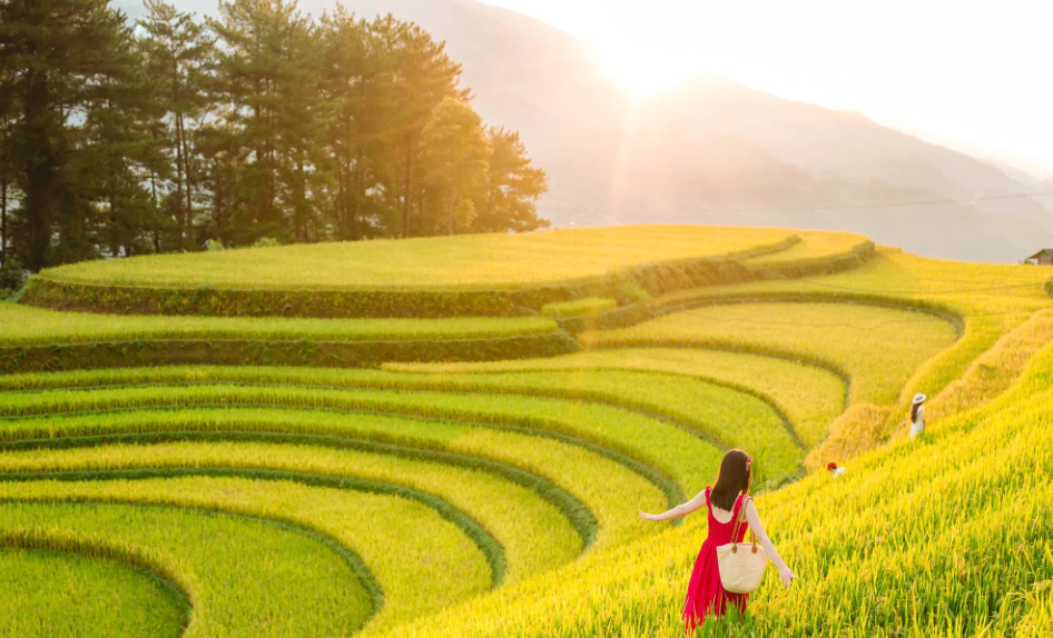 Du khách chụp ảnh giữa mùa lúa chín ở Mù Cang Chải, trời trong xanh.