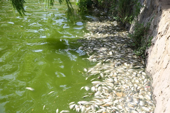 Hồ nước bị nhiễm axit, cá chết nổi trắng và cây cối ven hồ khô héo.