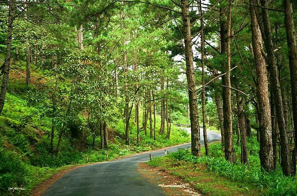 Cung đường quanh co dẫn lên núi Langbiang, hai bên là rừng thông và hoa dã quỳ vàng rực.