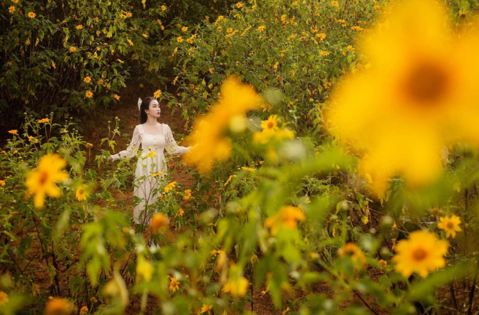 Cánh đồng hoa dã quỳ vàng trải dài dưới chân núi Langbiang trong nắng sớm.