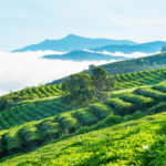 Đồi Chè Xanh Quảng Bình – Vẻ Đẹp Bình Yên Khiến Bạn Mê Mẩn