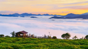 Đồi Chè Cầu Đất Đà Lạt – Vẻ Đẹp Xanh Giữa Cao Nguyên