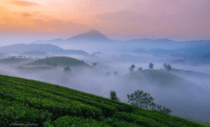 Đồi Chè Hải Nguyên – Hành Trình Trải Nghiệm Xanh Giữa Cao Nguyên Lộng Gió