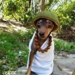 889+ Ảnh Chó Meme Hài Hước Dễ Thương Hot Trend