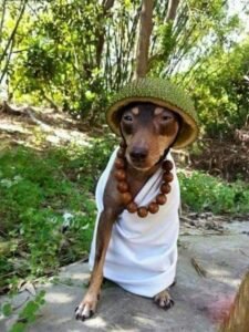 889+ Ảnh Chó Meme Hài Hước Dễ Thương Hot Trend