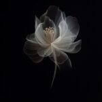 526+ Ảnh hoa sen đen huyền bí mang vẻ đẹp đầy cuốn hút