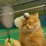 611+ Ảnh mèo dễ thương và ngộ nghĩnh cực hút mắt