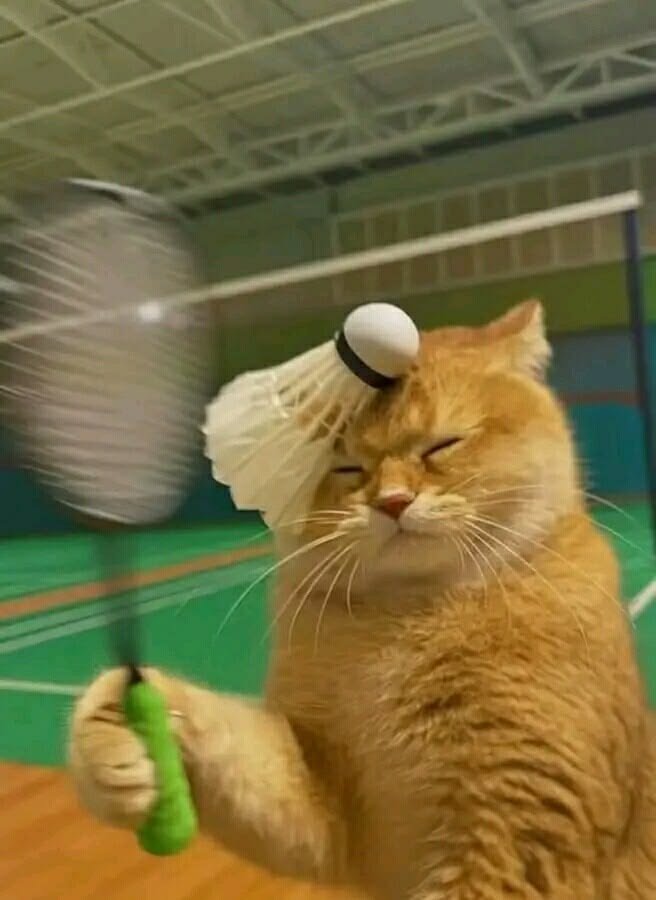 611+ Ảnh mèo dễ thương và ngộ nghĩnh cực hút mắt