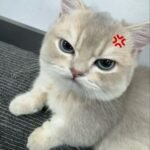 772+ Ảnh mèo cute đáng yêu khiến tim bạn tan chảy