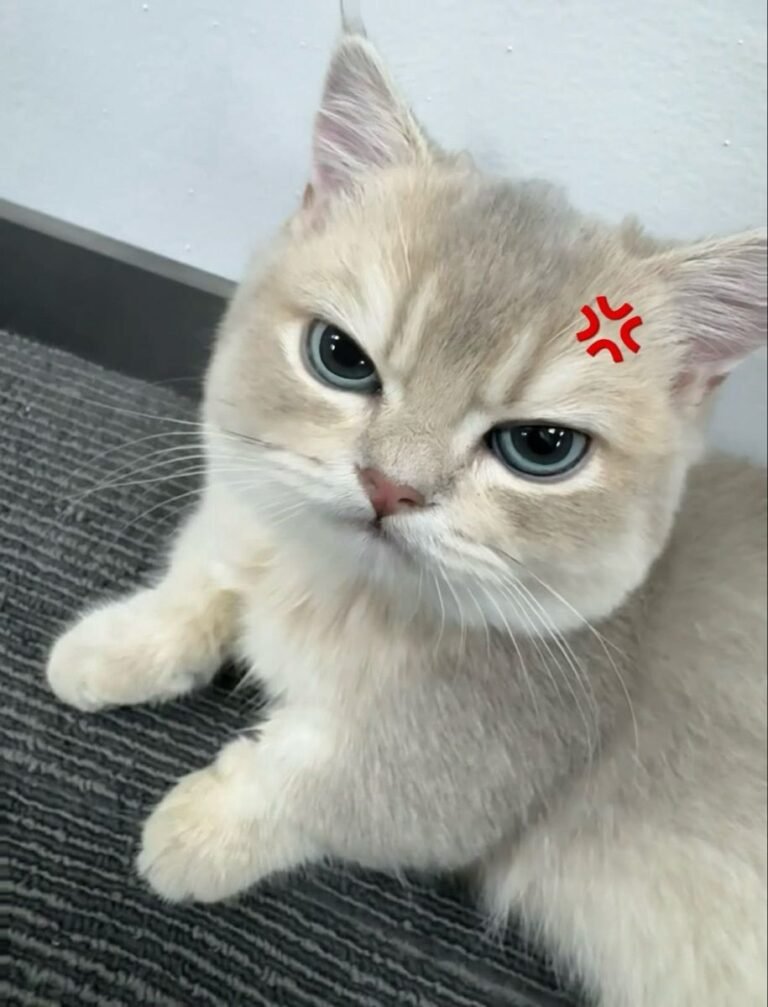 772+ Ảnh mèo cute đáng yêu khiến tim bạn tan chảy