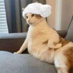 526+ Ảnh Mèo Meme Viral Được Chia Sẻ Khắp Mạng Xã Hội