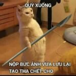526+ Ảnh mèo meme lầy lội hot trend được yêu thích