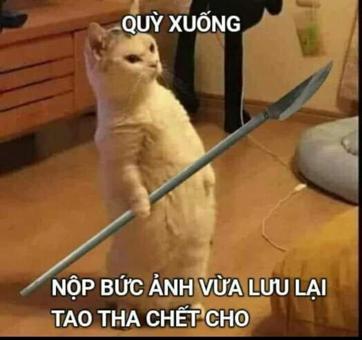 526+ Ảnh mèo meme lầy lội hot trend được yêu thích