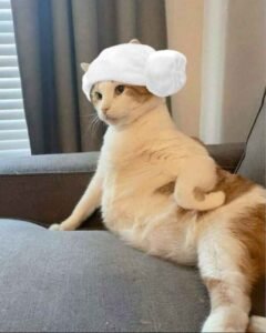 526+ Ảnh Mèo Meme Viral Được Chia Sẻ Khắp Mạng Xã Hội