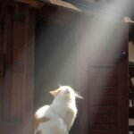 712+ Ảnh nền đẹp chất lượng cao cho mọi thiết bị