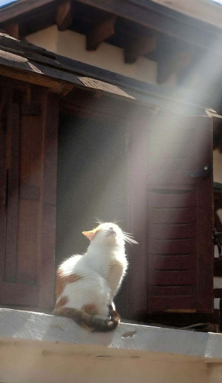 712+ Ảnh nền đẹp chất lượng cao cho mọi thiết bị