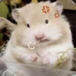 692+ Ảnh Vô Tri Độc Lạ Khiến Ai Cũng Bật Cười