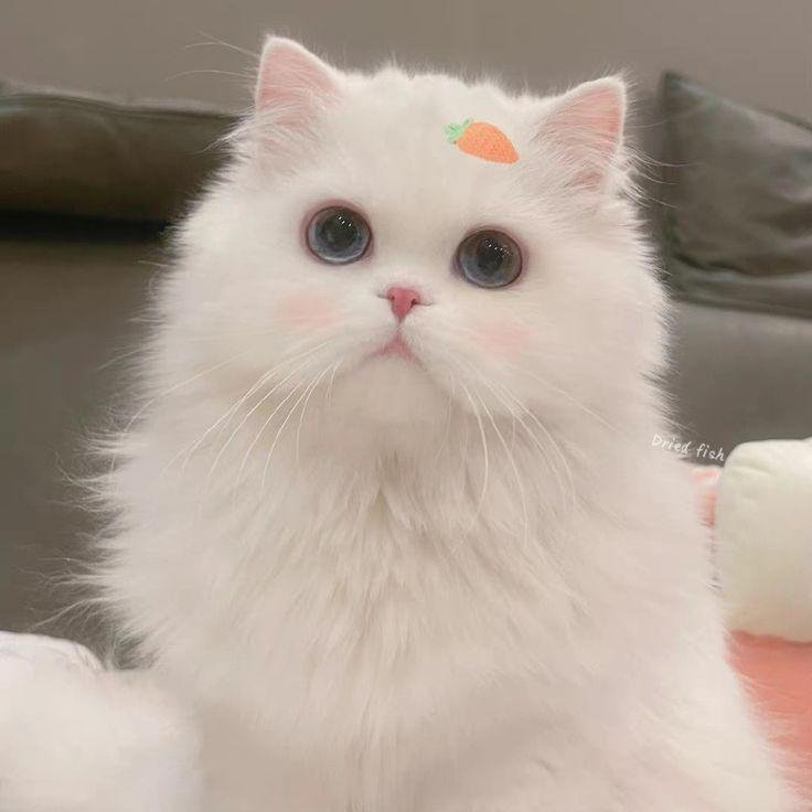 611+ Avatar Ảnh Mèo Cute Dễ Thương Khiến Ai Cũng Thích