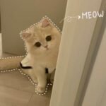 951+ Avatar cute mèo đáng yêu khiến ai nhìn cũng thích