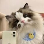 712+ Avatar mèo đa dạng phong cách từ cute đến cá tính