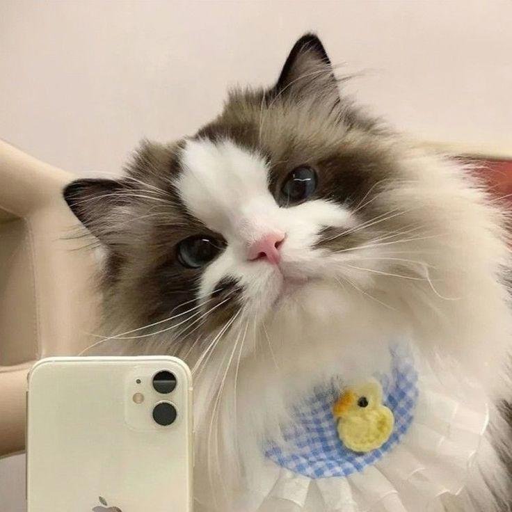 712+ Avatar mèo đa dạng phong cách từ cute đến cá tính