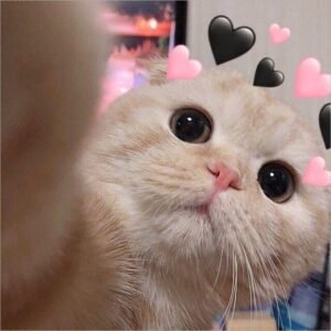 400+ Avatar mèo cute dễ thương làm tan chảy mọi ánh nhìn