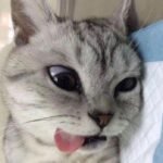 357+ Avatar mèo ngáo hài hước đáng yêu đầy thú vị