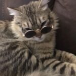 951+ Avatar mèo ngầu cực chất dành cho tín đồ yêu mèo