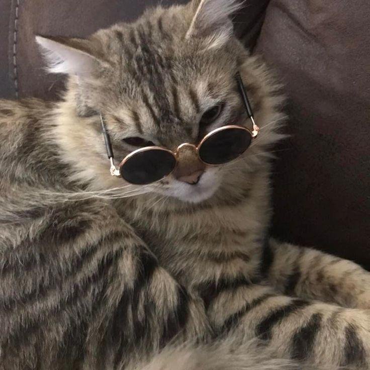 951+ Avatar mèo ngầu cực chất dành cho tín đồ yêu mèo