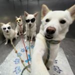 963+ Avatar nhóm gắn kết bạn bè với phong cách đồng bộ