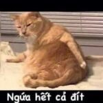 288+ Meme Con Mèo Hài Hước, Ngộ Nghĩnh Và Đáng Yêu