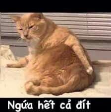 288+ Meme Con Mèo Hài Hước, Ngộ Nghĩnh Và Đáng Yêu