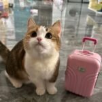 611+ Đảo Mèo Thiên Đường Dễ Thương Dành Cho Bạn