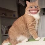 526+ Haha Meme Giải Trí Cực Mạnh Trên Mạng