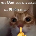 623+ Hình Ảnh Hài Hước Mang Lại Tiếng Cười