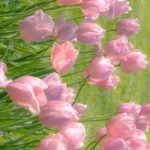 274+ Hình Nền Ảnh Hoa Tự Nhiên Tươi Đẹp Cho Điện Thoại Và Máy Tính