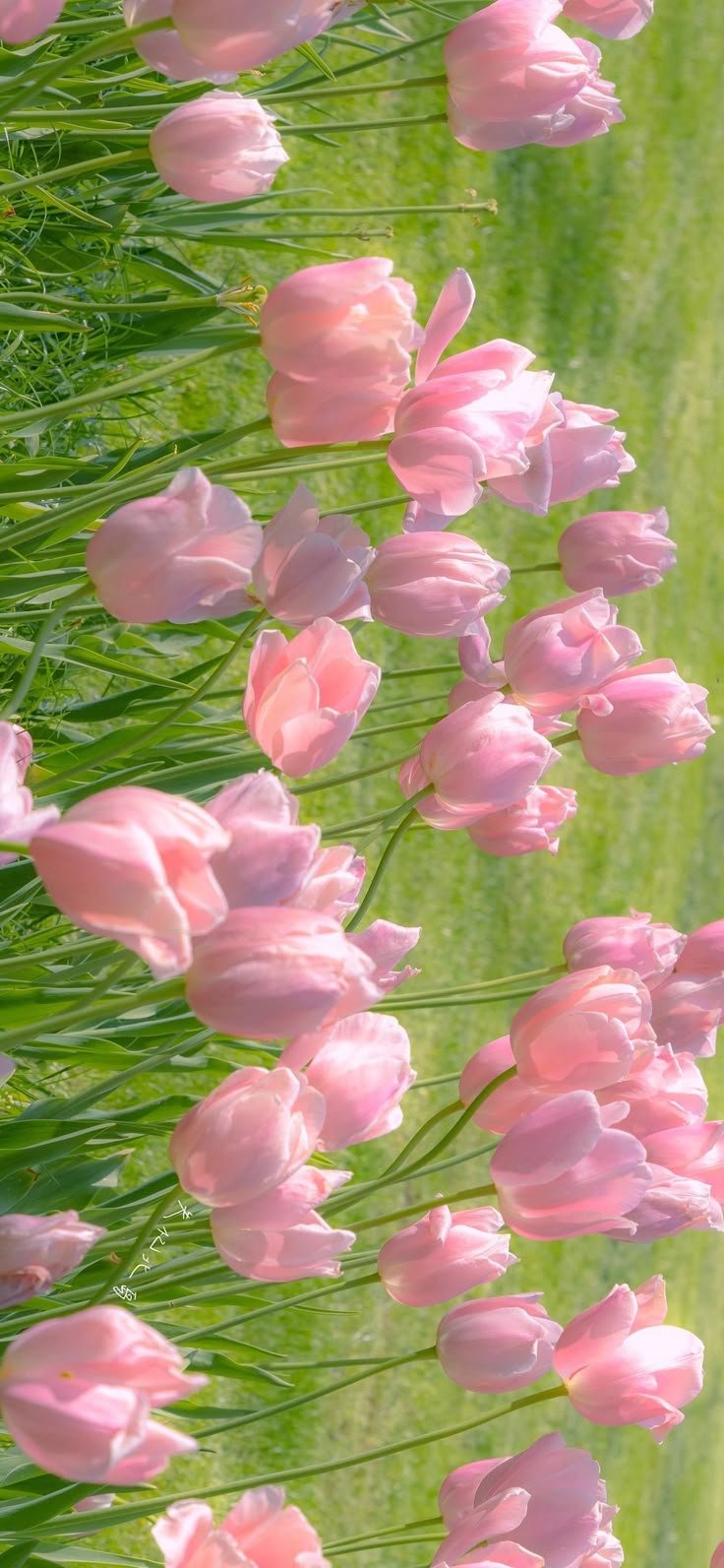 274+ Hình Nền Ảnh Hoa Tự Nhiên Tươi Đẹp Cho Điện Thoại Và Máy Tính