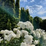 165+ Hình Nền Hoa Đẹp Nhất Cho Thiết Bị